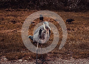Heron in park
