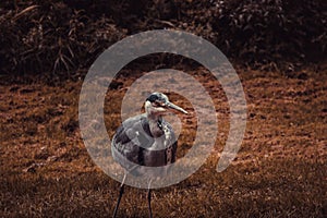 Heron in park