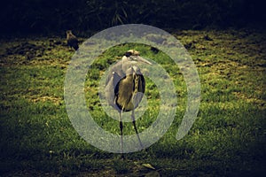 Heron in park