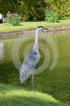 Heron in Park in the Resort Bad Pyrmont, Lower Saxony