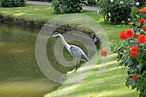 Heron in Park in the Resort Bad Pyrmont, Lower Saxony