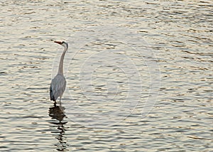 Heron patiently hunting for fish in the river