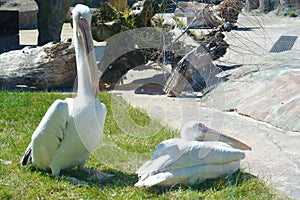 heron pelicans