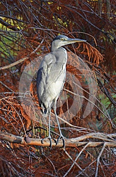 Heron perched on branch at sunset