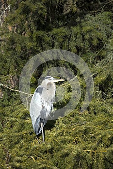 Heron perched on pine boughs