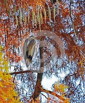 Heron perched on the tree