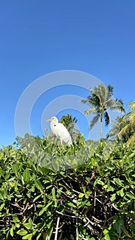 Heron perched in a tree