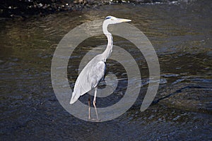 A heron