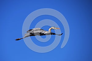 A heron