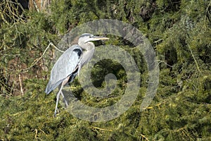 Heron on pine boughs