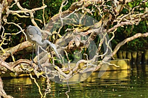 Heron poised to strike