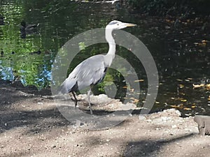 Heron at pondside