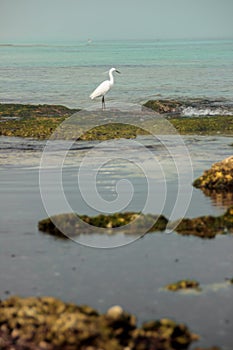 Heron posing on the shore of Can Picafort beach. photo