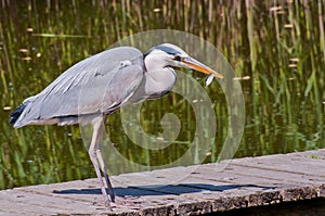 A Heron with prey