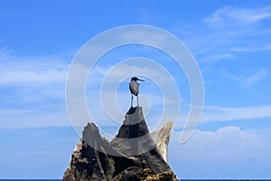 Heron on Puerto Viejo Beach