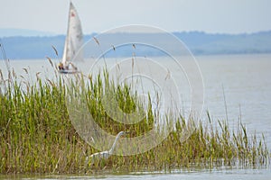Heron in the reeds of Lake Neusiedl and sailboat - Austria