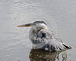 Wet Heron in waist deep waters