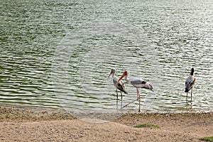 Heron on river