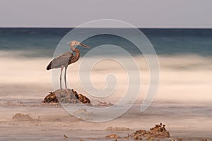 Heron on rock looks out to blurry sea, Sulawesi.