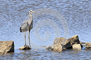 Heron on the Rocks