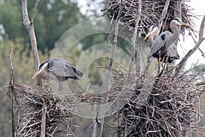 Heron Rookery