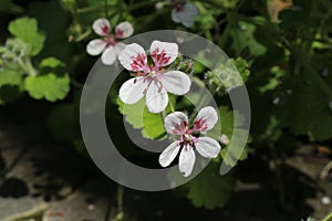 `Heron`s Bill` flower - Erodium Pelargoniflorum