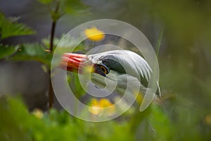 Heron`s head close up through vegetation