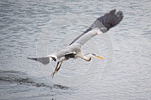 Heron just after taking off from the sea