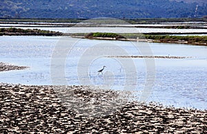 Heron in the Salt evaporation ponds in Secovlje