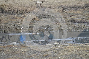 The heron scientific name: Ardea cinerea is also called gray Heron