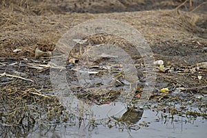 The heron scientific name: Ardea cinerea is also called gray Heron