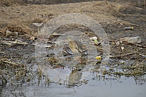 The heron scientific name: Ardea cinerea is also called gray Heron