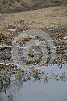 The heron scientific name: Ardea cinerea is also called gray Heron