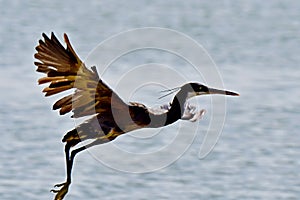 HERON Sea Birds in Flight at the Coast in Saudi Arabia