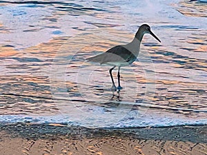 Heron on the sea shore