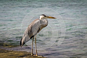 A heron in the sea, waiting for prey photo