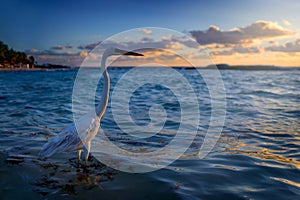 Heron in the sea water, Playa del Carmen, Maxiko. White heron, Great Egret, Egretta alba, standing in the water. Water bird with