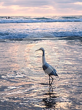 Heron on the seashore