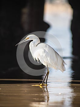 Heron on the seashore