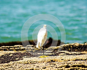 Heron on the seashore photo