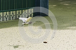 A heron is seen flying above from algae water