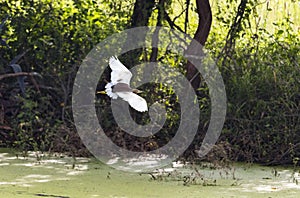 A heron is seen flying above from algae water