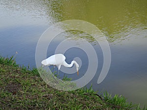 Heron on the shore of a lake