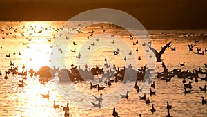 Heron silhouette alighting on water among pelicans and seagulls