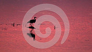 Heron silhouette in the lake