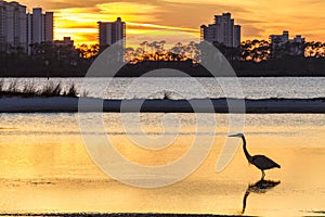 Heron Silhouette and Perdido Key photo