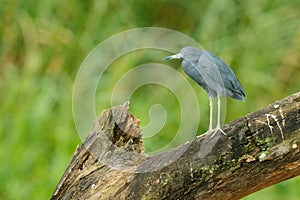 Heron sitting on the branch. Little Blue Heron, Egretta caerulea, in the waqter, eaqrly morning with, sun, dark blue sea, Rio Baru