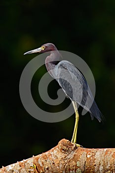 Heron sitting on the branch. Little Blue Heron, Egretta caerulea, in the waqter, eaqrly morning with, sun, dark blue sea, Rio photo