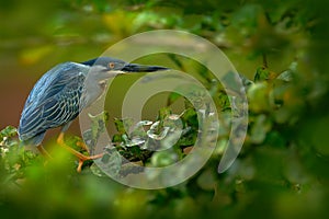 Heron sitting on the branch with river. Striated Heron, Butorides virescens, in the nature. Heron in the dark tropic forest. Heron