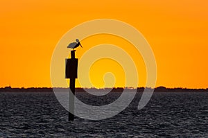 Heron sitting on a building on the water against the background of an orange sunset
